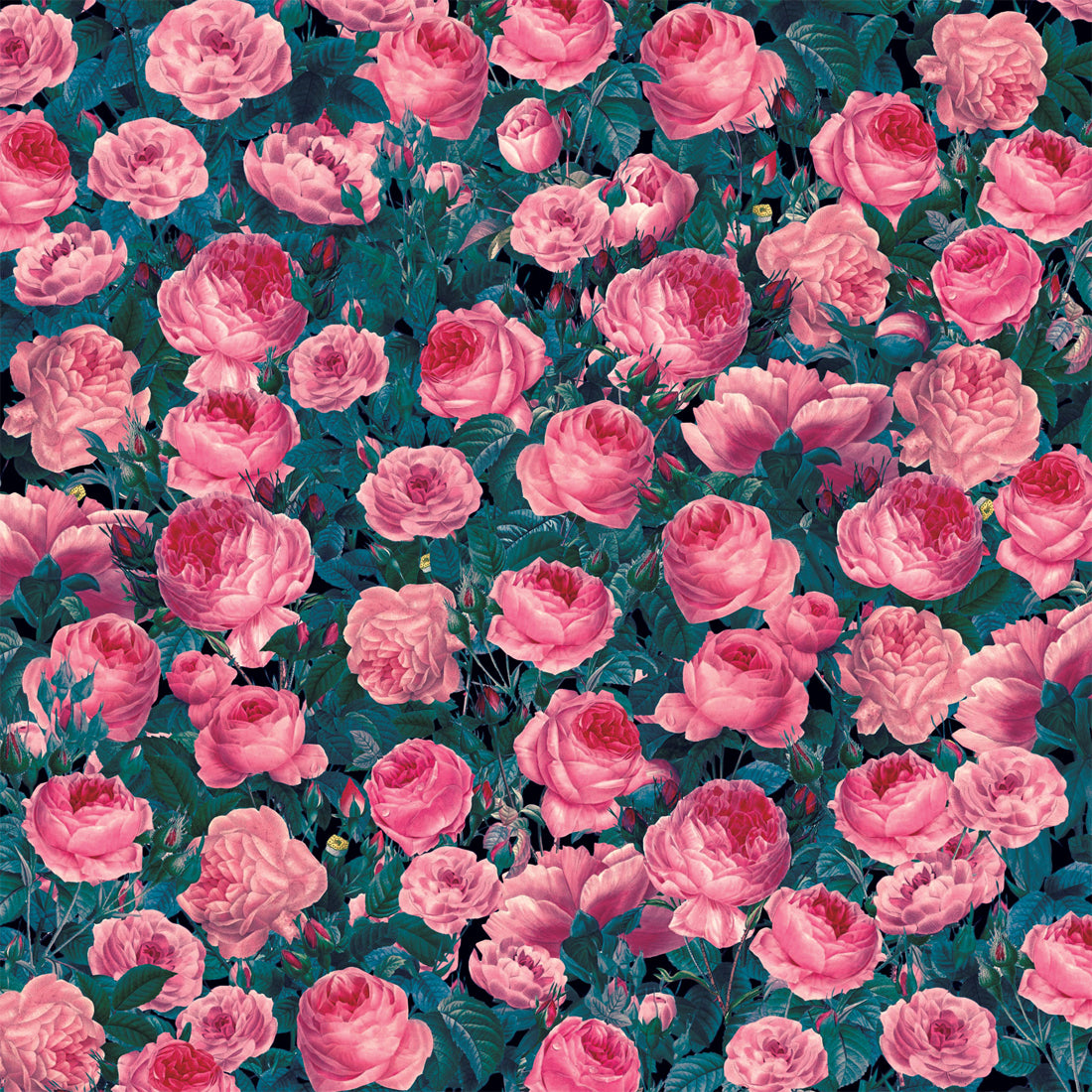 Cricut Infusible Ink Transferbogen - Cabbage Rose Spezifikationen: Cricut Infusible Ink Transfer Sheets Grösse: 30.5 x 30.5 cm (12" x 12") Folien für Sublimationsdruck zum Gestalten von tollen Muster und Statements kompatibel mit allen sublimationsfähigen Materialien für glatte, nahtlose Transfers, die nicht knittern oder abblättern Inhalt: 2 Cricut Infusible Ink Transfer Sheets 1 x Cabbage Rose Design 1 x Uni